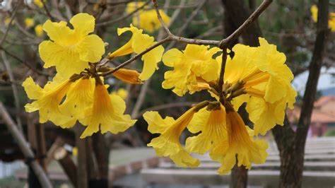 黃鐘花風水|黃花風鈴木｜香港6大必去賞花熱點！東涌/上水/南昌！附交通方